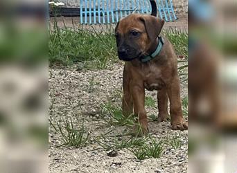 Reinrassige Rhodesian Ridgebackwelpen suchen ein liebevolles zu Hause