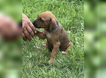 Reinrassige Rhodesian Ridgebackwelpen suchen ein liebevolles zu Hause