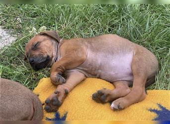 Reinrassige Rhodesian Ridgebackwelpen suchen ein liebevolles zu Hause