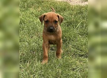 Reinrassige Rhodesian Ridgebackwelpen suchen ein liebevolles zu Hause