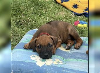 Reinrassige Rhodesian Ridgebackwelpen suchen ein liebevolles zu Hause