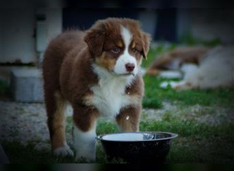 Reinrassige Australian Shepherd Welpen