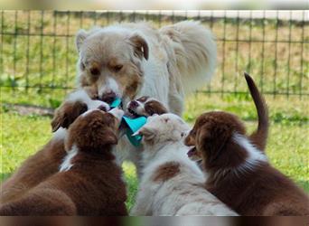 Reinrassige Australian Shepherd Welpen