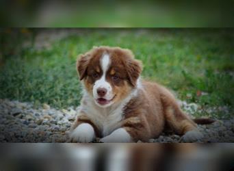 Reinrassige Australian Shepherd Welpen