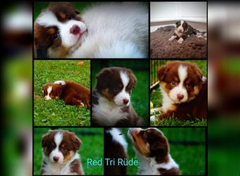 Reinrassige Australian Shepherd Welpen