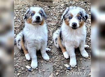 Goldi-Collie-Aussie Welpen/ Rüde-Hündin/ Anfängerhunde/ Sofortabgabe