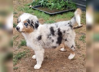 Goldi-Collie-Aussie Welpen/ Rüde-Hündin/ Anfängerhunde/ Sofortabgabe