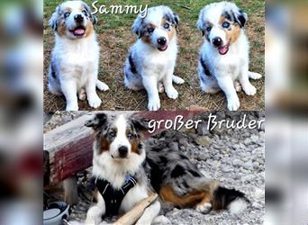 Goldi-Collie-Aussie Welpen/ Rüde-Hündin/ Anfängerhunde/ Sofortabgabe