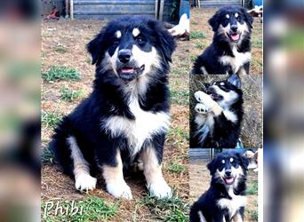 Goldi-Collie-Aussie Welpen/ Rüde-Hündin/ Anfängerhunde/ Sofortabgabe