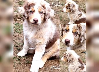 Goldi-Collie-Aussie Welpen/ Rüde-Hündin/ Anfängerhunde/ Sofortabgabe