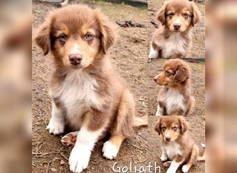 Goldi-Collie-Aussie Welpen/ Rüde-Hündin/ Anfängerhunde/ Sofortabgabe