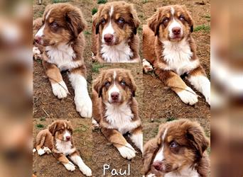 Goldi-Collie-Aussie Welpen/ Rüde-Hündin/ Anfängerhunde/ Sofortabgabe