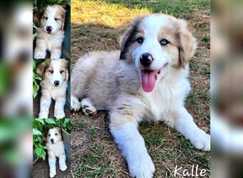 Goldi-Collie-Aussie Welpen/ Rüde-Hündin/ Anfängerhunde/ Sofortabgabe