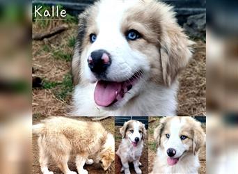 Goldi-Collie-Aussie Welpen/ Rüde-Hündin/ Anfängerhunde/ Sofortabgabe