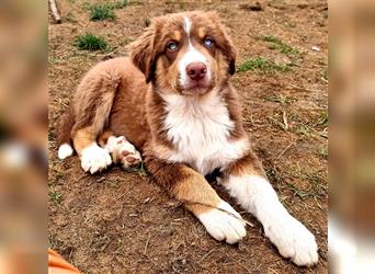 Goldi-Collie-Aussie Welpen/ Rüde-Hündin/ Anfängerhunde/ Sofortabgabe