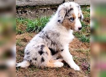 Goldi-Collie-Aussie Welpen/ Rüde-Hündin/ Anfängerhunde/ Sofortabgabe