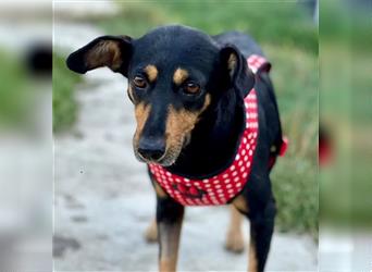 Minnie - ruhige, zurückhaltende, freundliche Deutscher Pinscher Hündin / z.Zt. noch in Rumänien