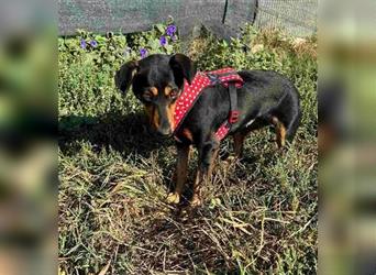 Minnie - ruhige, zurückhaltende, freundliche Deutscher Pinscher Hündin / z.Zt. noch in Rumänien