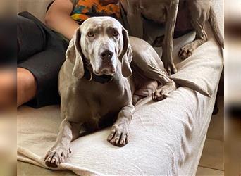 Weltbeste Weimaranerhündin sucht ein liebevolles Zuhause