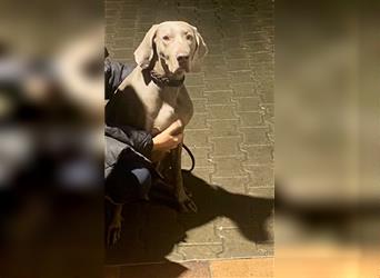 Weltbeste Weimaranerhündin sucht ein liebevolles Zuhause