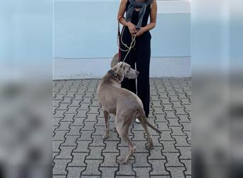 Weltbeste Weimaranerhündin sucht ein liebevolles Zuhause