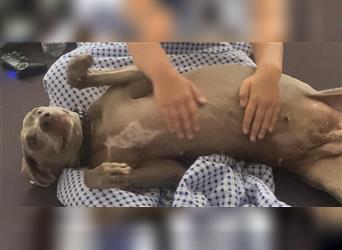 Weltbeste Weimaranerhündin sucht ein liebevolles Zuhause