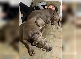 Weltbeste Weimaranerhündin sucht ein liebevolles Zuhause