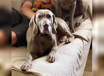 Weltbeste Weimaranerhündin sucht ein liebevolles Zuhause