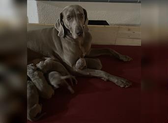 Weltbeste Weimaranerhündin sucht ein liebevolles Zuhause