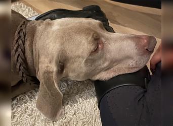 Weltbeste Weimaranerhündin sucht ein liebevolles Zuhause