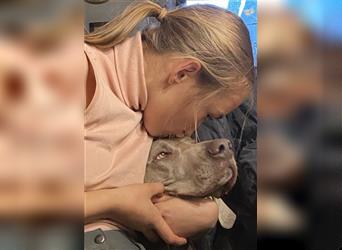 Weltbeste Weimaranerhündin sucht ein liebevolles Zuhause