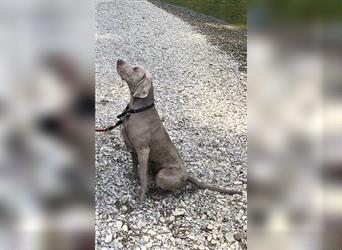 Weltbeste Weimaranerhündin sucht ein liebevolles Zuhause