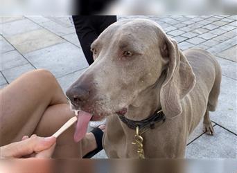 Weltbeste Weimaranerhündin sucht ein liebevolles Zuhause