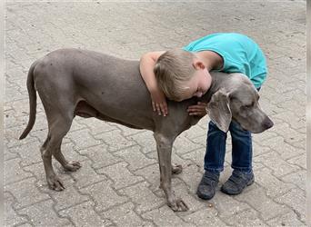 Weltbeste Weimaranerhündin sucht ein liebevolles Zuhause