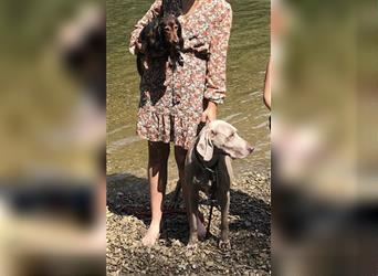 Weltbeste Weimaranerhündin sucht ein liebevolles Zuhause