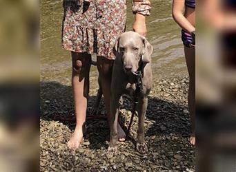 Weltbeste Weimaranerhündin sucht ein liebevolles Zuhause