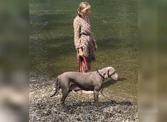 Weltbeste Weimaranerhündin sucht ein liebevolles Zuhause