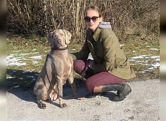 Weltbeste Weimaranerhündin sucht ein liebevolles Zuhause