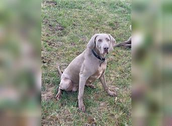 Weltbeste Weimaranerhündin sucht ein liebevolles Zuhause