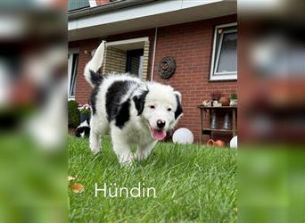 Border Collie - Australian Shepherd - Welpen