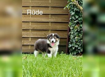 Border Collie - Australian Shepherd - Welpen