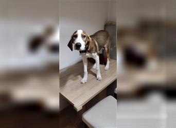 Willy- sehr verträglicher Beaglemix