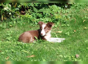 Noch 2 wunderschöne Border -Labrador Welpen verfügbar