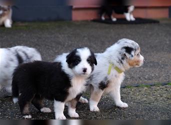 Australian Shepherd Welpen