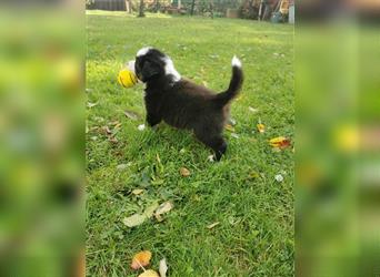 Australian Shepherd Welpen