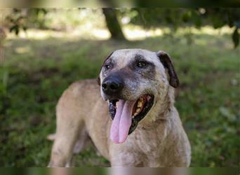 DARIJO - der liebe Kangal-Mix-Rüde sucht hundeerfahrene Menschen und träumt von einem eigenen Garten