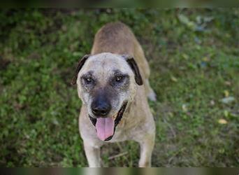 DARIJO - der liebe Kangal-Mix-Rüde sucht hundeerfahrene Menschen und träumt von einem eigenen Garten