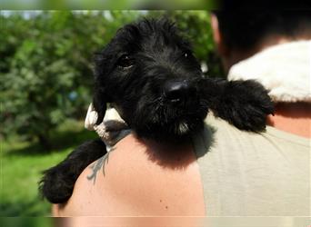 Balu-LM, Aufgeweckter kleiner Kerl sucht sein “Für-immer-Zuhause”