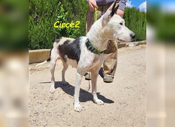 Circe2 06/2022 (ESP) - verschmuste und soziale, hübsche Podenco-Bodeguero Mix Hündin!