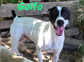 Golfo 05/2019 (ESP) - verspielter, neugieriger und sozialer Ratonero Bodeguero Andaluz!